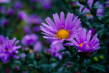 Obraz premium Quiet garden moment with asters shining through cool evening light