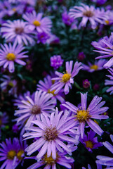 Obraz premium Detailed close-up of beautiful violet fall flowers with yellow centers 
