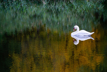 Graceful cygnus silhouette over rippled pond with colorful reflections 