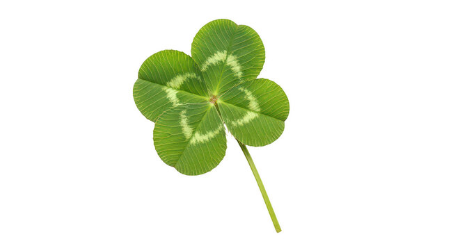 Lucky Fourleaf Clover On Black Background - Powered by Adobe