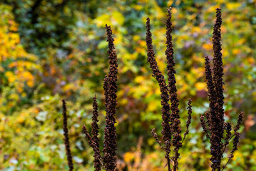Naklejka premium Brown stalks of wild plants rising before a painted background