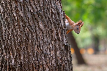 Playful squirrel leaning outward, ears raised, watching quiet park closely