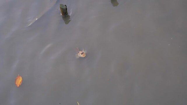 A mudskipper is swimming in the sea.