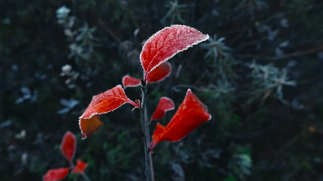 Close up view of red fronzen and ice covered autumn leaves at a morning dawn time marshland bog with bokeh blurry background. Shallow depth of field. Autumn.