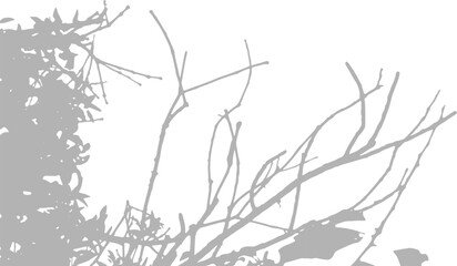 Shadow of bare tree branches against a transparent background