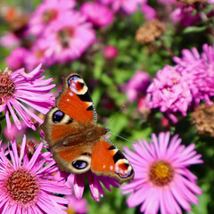Peacock butterfly resting on pink aster flower, pollinating blossoms in an autumn garden with vibrant colors