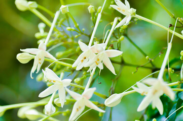 Cork tree, Indian cork tree or Millingtonia hortensis Linn or BIGNONIACEAE or white flower © jobrestful