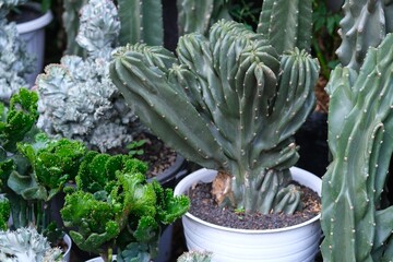 A variety of ornamental cactus and succulent plants in pots, arranged for display in a lush outdoor...
