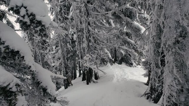 Walking by Frozen Trees in Snow Covered Forest