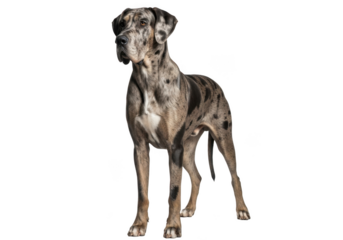 Full body shot of a standing merle great dane dog pet animal photography breed canine isolated on transparent background