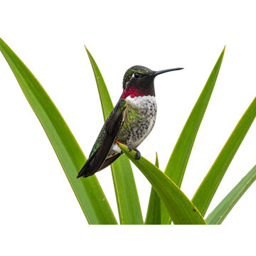 Anna's Hummingbird (Calypte Anna) Photo, on a Transparent PNG Background, Perched on a New Zealand Flax (Phormium tenax) Leaf