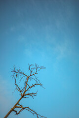 Minimalist Atmospheric Dry Tree Branch Silhouette with Bright Clear Blue Sky