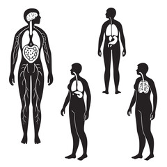 Vector art of human body organs anatomy