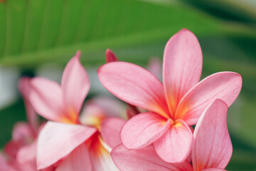 Close Up Artistic Depiction of Plumeria Flower in Bloom Still Life