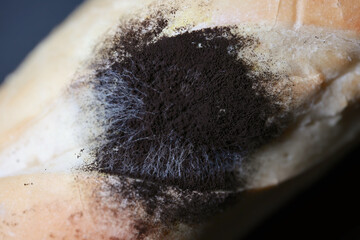 An Extreme Close-Up Of Black Bread Mold With White Filaments Growing On A Spoiled Piece Of Bread.