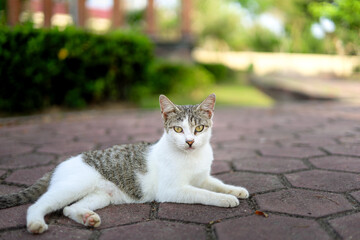 Close up Portrait of Relaxed Domestic Cat Resting on Brick Ground
