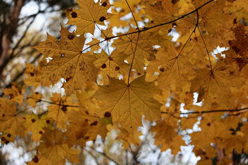 A Branch Of A Maple Tree With Bright Yellow And Orange Leaves Against A Blurred Background During The Fall Season.
