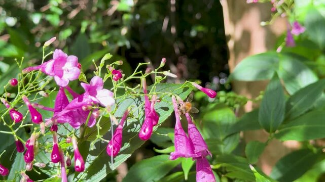 Bee Pollinating Strobilanthes cusia Flowers in Sunlit Garden