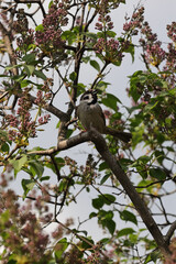 A Small Sparrow Perched On A Branch Of A Lilac Bush With Unopened Flower Buds, A Scene Of Wildlife In A Spring Garden.
