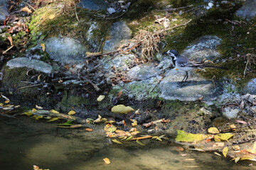 A Small White Wagtail On A Mossy Stone At The Edge Of A Stream With Fallen Autumn Leaves On The Shore.