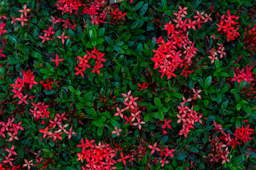 Lush Garden Ixora Coccinea Red Flower Blooming with Green Leaves