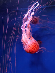 large pink purple jellyfish with long tentacles, in the deep sea, ocean, in a blue aquarium. jellyfish dance, swim underwater  © Vinogradova