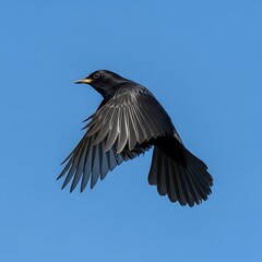 Blackbird in Flight - A Study in Avian Grace and Freedom.