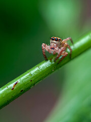 macro of a spider