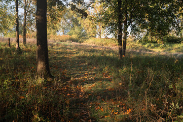 Serene autumn forest scene with sunlight filtering through colorful leaves on a clear day