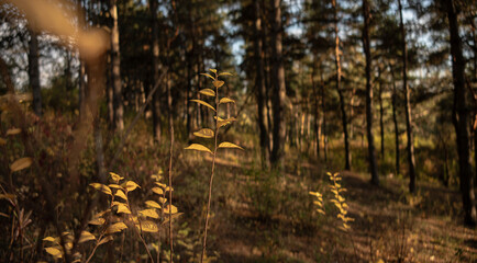 Autumn forest scene with golden light illuminating trees and foliage, creating a serene natural landscape for peaceful outdoor and seasonal imagery
