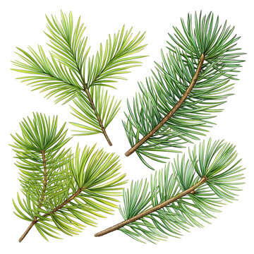 pine-needles vector illustration