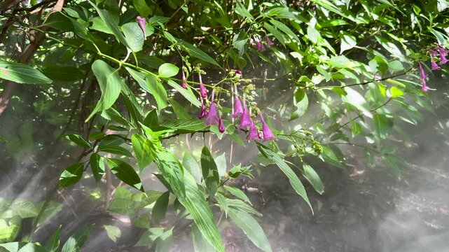 Strobilanthes cusia Flowers in Sunlit Misty Understory