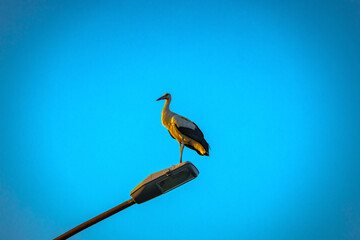 Stork standing on traffic street lamp