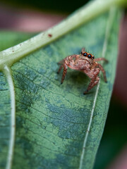 spider on a leaf