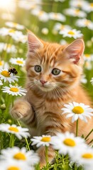 Ginger Kitten in a Daisy Field - A Moment of Playful Curiosity.