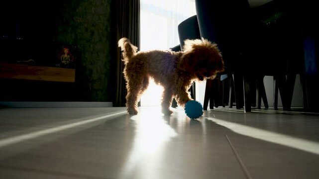 Cute brown toy poodle playing with a blue ball on a shiny floor inside a modern apartment, chasing it across the room with bright sunlight streaming through the window in the background