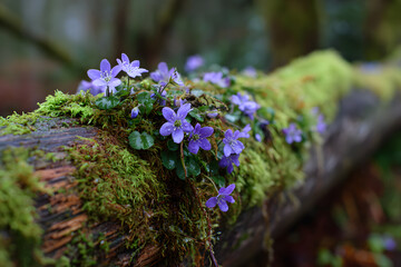 a log with purple flowers growing on it