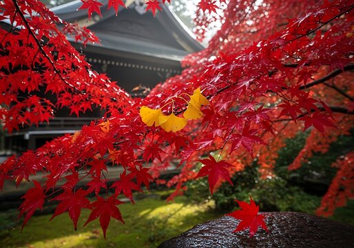 Autumnal Serenity - Red Maple Leaves Framing a Japanese Temple.