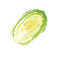 半分に切った白菜の水彩イラスト｜手描き・料理素材・冬野菜・食品クリップアート