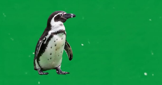 penguin walking against a green screen background, showcasing its distinctive black and white plumage.