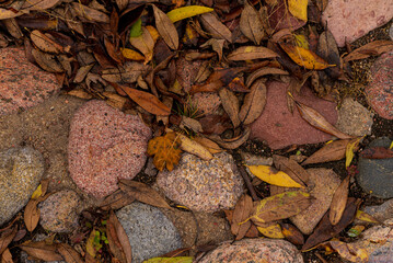 An autumn park in October. Yellow and red trees with falling leaves.