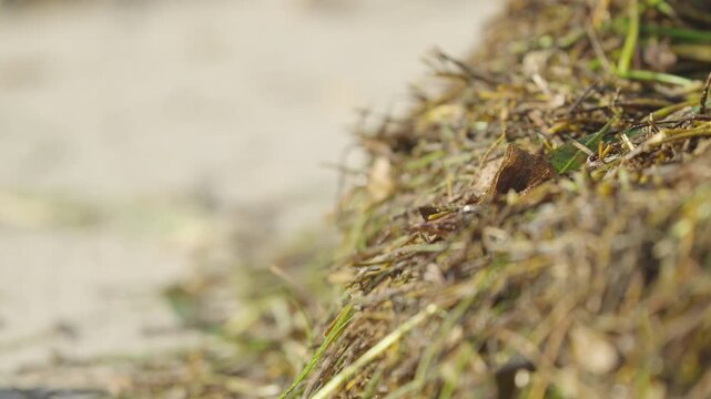 Seaweed Focus Rack on Beach