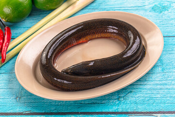 Fresh raw gourmet eel fish