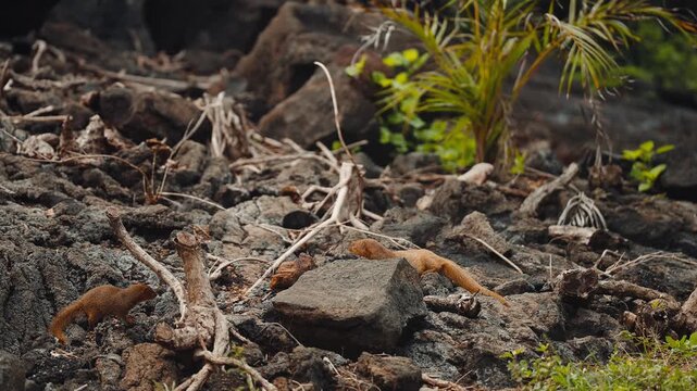 Family of mongoose in their natural habitat moving in slow motion