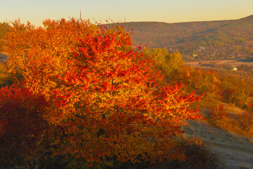Magical autumn scenery in the Republic of Moldova, with golden forests and peaceful Eastern European charm