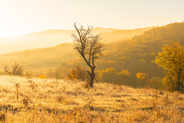 Obraz premium Magical autumn scenery in the Republic of Moldova, with golden forests and peaceful Eastern European charm
