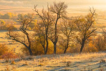 Fototapeta premium Magical autumn scenery in the Republic of Moldova, with golden forests and peaceful Eastern European charm