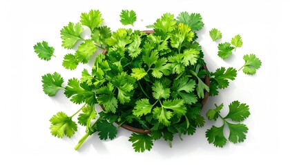 Obraz premium Fresh Cilantro Bunch - Vibrant Green Herb for Culinary Delights.
