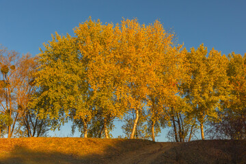 Magical autumn scenery in the Republic of Moldova, with golden forests and peaceful Eastern European charm