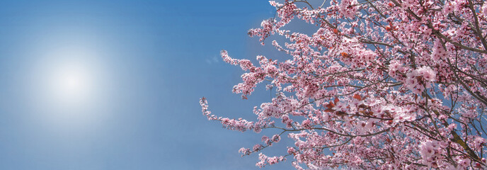 beautiful pink flowers on branches of cherry tree blooming at springtime on the blue sunny sky background